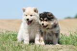 CHIEN FINNOIS DE LAPONIE 569